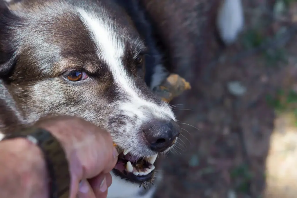 An angry dog biting a person's hand.