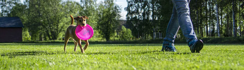 Dog Walkers and Dog Bite Liability