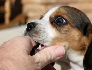 A puppy biting a person's finger.
