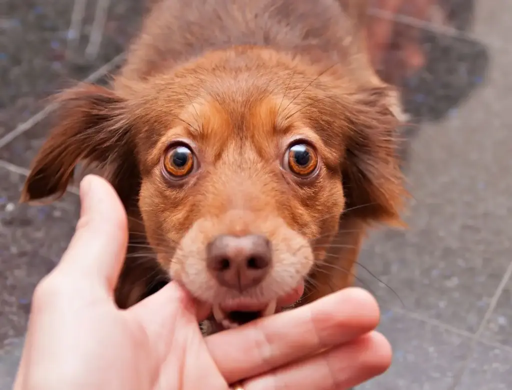 A brown dog biting a man's hand.