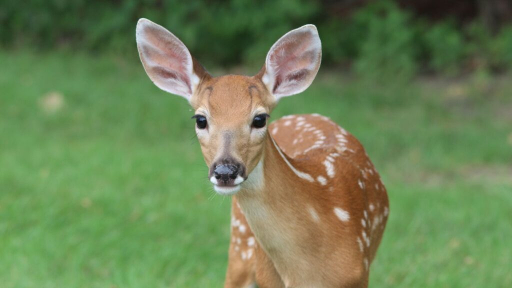 A young deer staring directly at you.