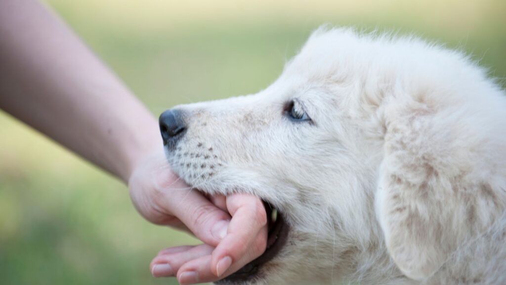 A dog biting a person's hand.