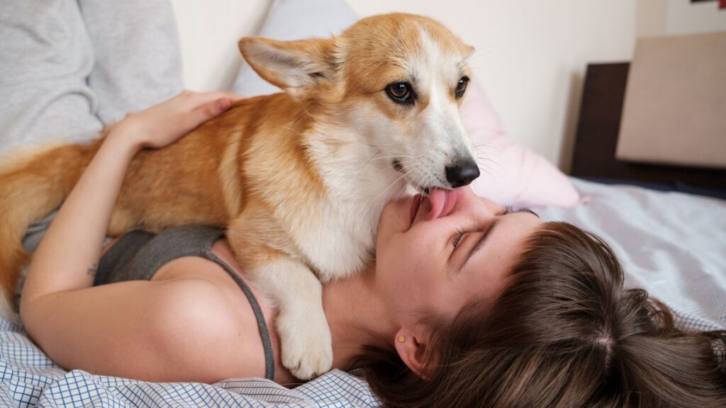 A corgi laying on top of a woman and licking her face in an apologetic manner.