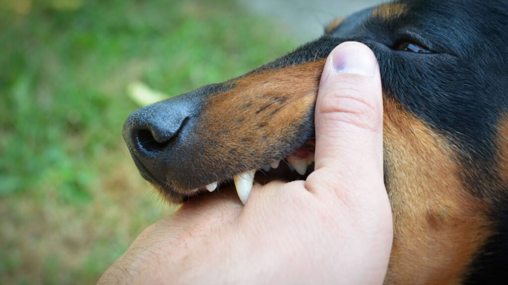 A dog biting a person's hand, showing its teeth in the process.
