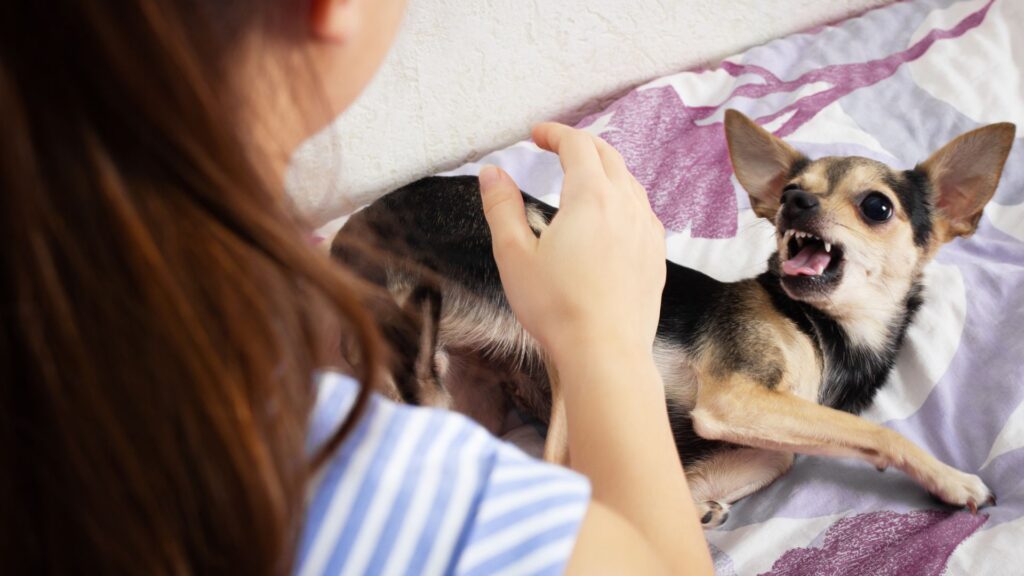 A small dog angrily growling at a woman.
