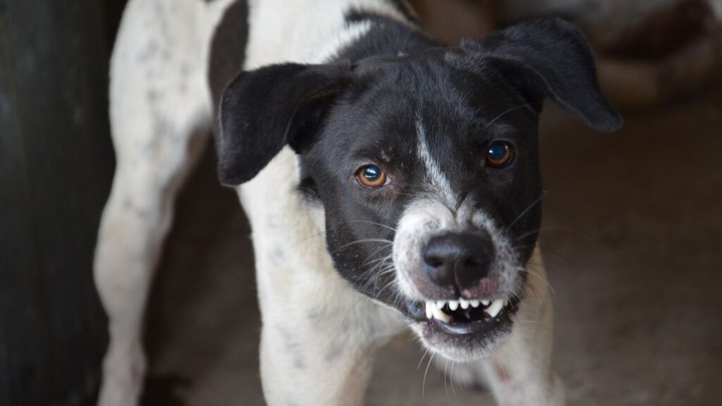 A black and white dog making an angry face. 