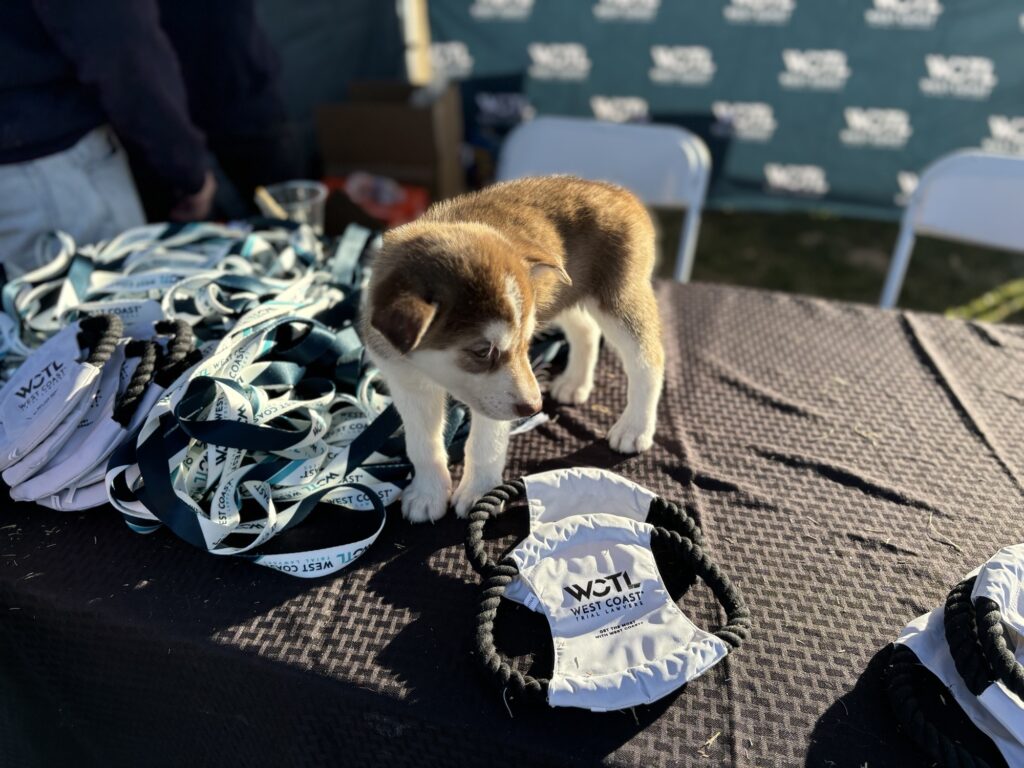 A baby husky surrounded by West Coast Trial Lawyers pet merchandise on a table.