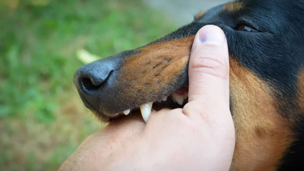 A black and brown dog biting a person's hand showing its fangs. 