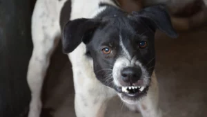 An angry black and white dog.