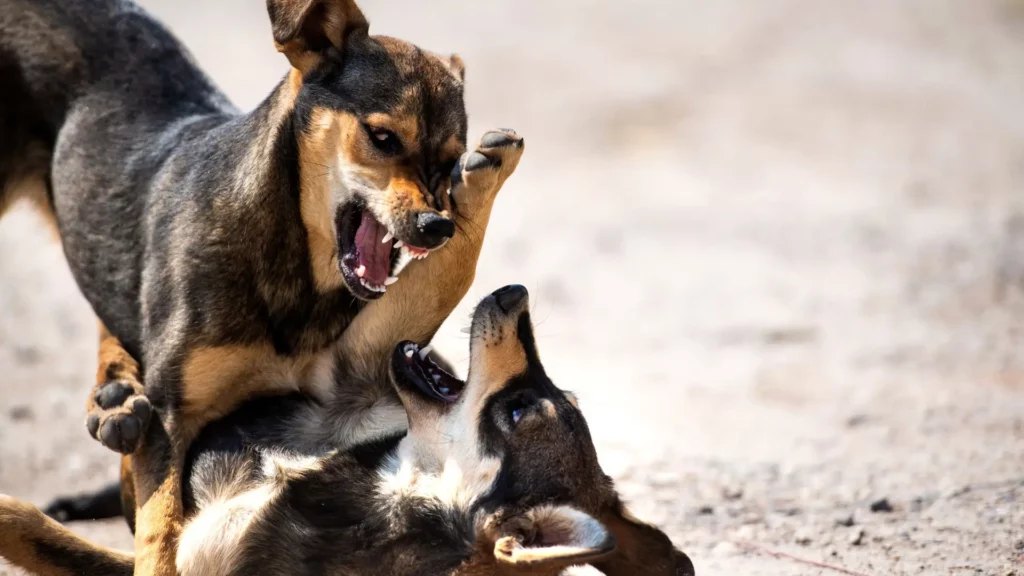 Two small dogs fighting each other.