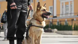 A Police K9 sitting patiently. 