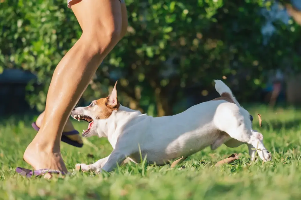A dog sprinting to bite a person's leg.